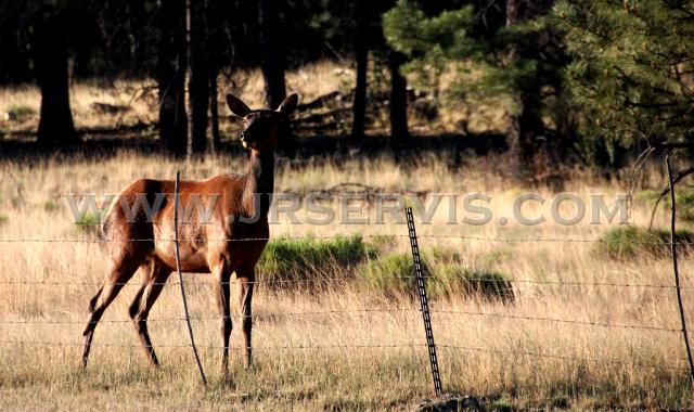 Elk Cow.jpg